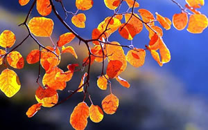 Autumn Leavesָ ¬Һ Ҷ